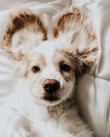 Śliczny, kochany, Cocker Spaniel,