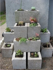 Sukulenty, kaktusy, div, ogród, garden