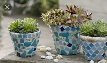 Donice, div, sukulenty