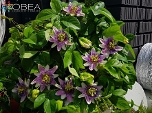 Dekoracje i ozdoby do ogrodu -Kobea Ogrody i Bruki