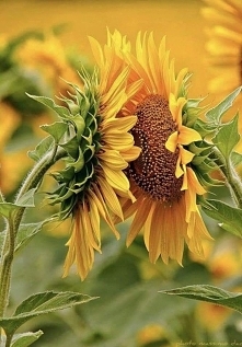 Pożegnanie lata długie i gorące.