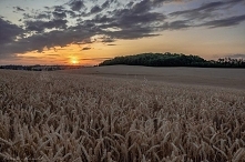 Złote Łany fot. Musialik