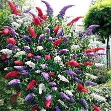 BUDLEJA TRICOLOR - ZESTAW 3 SADZONEK, ODMIANY: WHITE PROFUSION, ROYAL RED, BLACK KNIGHT
Zestaw 3 Budlei - różne kolory - biały, amarantowy, fioletowy. Ta kapitalna odmiana budle...