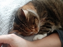 Miłość kocio-ludzka