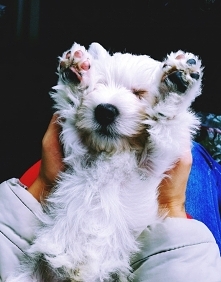 Tylko go schrupać ;-)