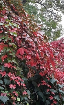 Rosnę w rogu ulicy o nie za karę tak mi się podoba .Pan bluszcz.