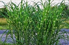 Miskant chiński Strictus trawa ozdobna o wyprostowanym pokroju. Cętki na źdźbłach rośliny pojawiają się w miarę jej wzrostu. Dorasta do wysokości 2,5 m. Różowobrązowe kwiaty poj...