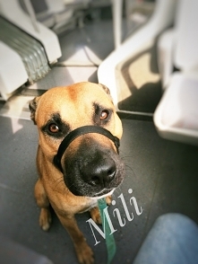 Pies który jeździ koleją :)