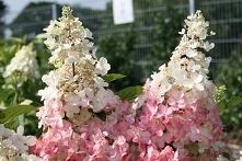 HORTENSJA BUKIETOWA PINKY WINKY HYDRANGEA PANICULATA
To nietypowa odmiana hortensji słynąca ze swoich dwukolorowych kwiatów osiągających średnicę 30 cm. Kwitnie bardzo obficie w...