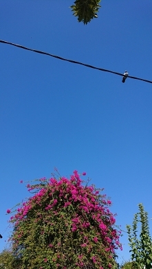 Patrzę w niebo i dzisiaj jest na niebiesko.