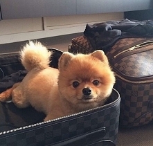 Kuleczka pakuje walizki :D