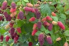 MALINOJEŻYNA BEZKOLCOWA LOG...