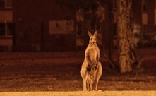 Australia i zwierzęta płoną...