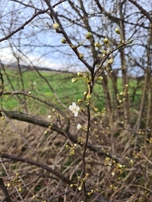 wiosna wisi w powietrzu