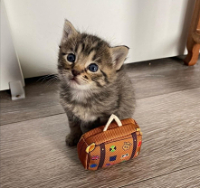 Lockdown? Jaki lockdown, ja tam jadę na wakacje! Muszę odpocząć od tych człowieków.