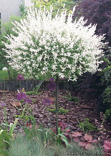 Wierzba całolistna (Salix integra) "Hakuro-Nishiki"