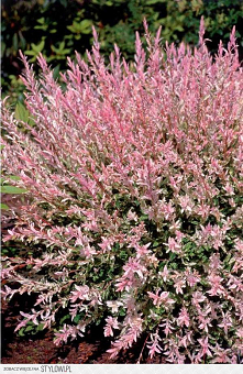 WIERZBA JAPOŃSKA 'HAKURO NISHIKI' (Salix integra 'Hakur…