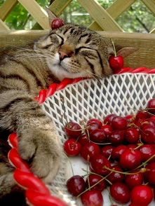 Czereśnie w sezonie  ♡