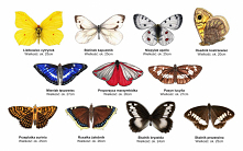 polskie motyle