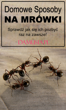 Domowe Sposoby na Mrówki – ...