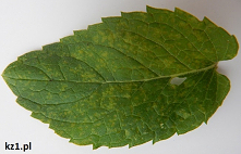 Od czego robią się żółte plamy na liściach mięty?