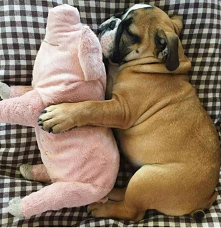 Świnki dwie, night night.