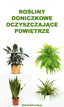 Rośliny Doniczkowe Oczyszcz...