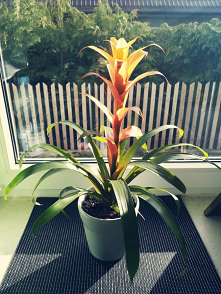 #kwiatdoniczkowy #pieknanatura