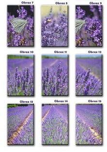 Lawenda; podoba Wam się?
Obraz na płótnie canvas dodatkowo pokryty werniksem.


Jeśli macie swoje zdjęcia lub pomysły to napiszcie.