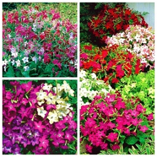 Tyton ozdobny, na taras, pachnie