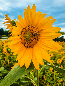 Piękne wspomnienia lata, uwielbiam
.
.
ig => @nieidentyczna
#słoneczniki #lato