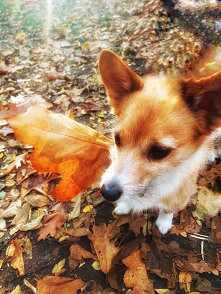 #sweet# #dog# # autumn#
Jesień Ci niosę 