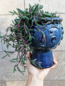 #rośliny #doniczki #ozdoba