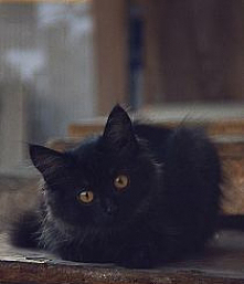 Czarny sierściuch :)