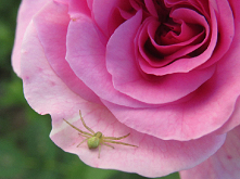 #pająk#róża#przyroda#