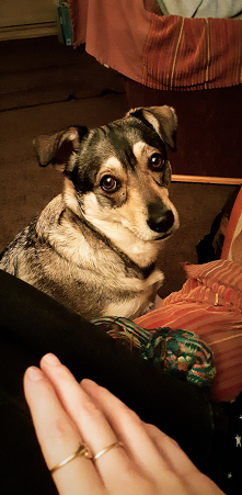 Psiak to najlepsze co jest... ❤