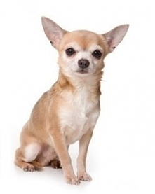 Obroże uciszające szczekające psy