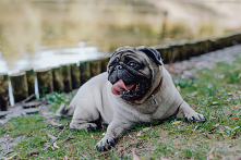 Dlaczego psy chrapią? Czy przyczyna jest naturalna czy może ma związek ze złym odżywianiem czy innymi czynikami zewnętrznymi? Przeczytaj o tym na naszym blogu!
