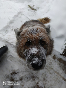 Moja pomocnica... odśnieżamy