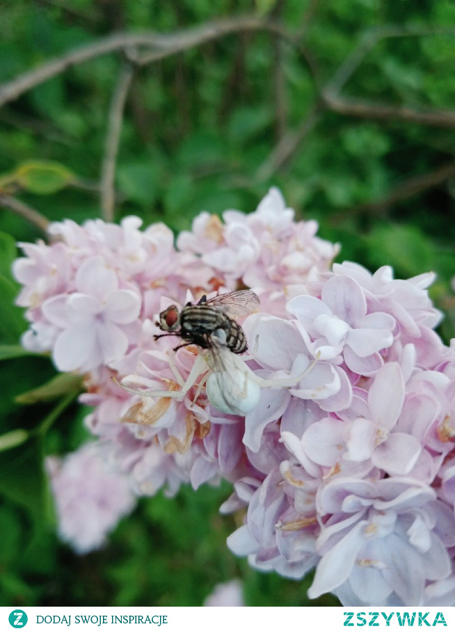 #pająk#mucha#przyroda#