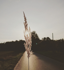 #droga#las#słońce#