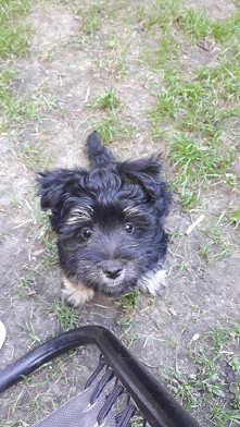 Moja piękność Pirania 