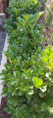 #ogród #laurowisnia