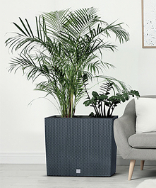 Oprócz doniczek w naszej ofercie znajdziesz kosze do segregacji śmieci, które świetnie sprawdzą się do kuchni. Minimalistyczne, wykonane z najlepszych materiałów. Sprawdź pełną ...