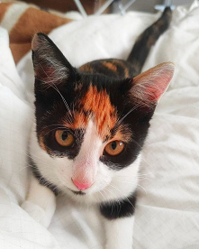 lusia  moja  kitusia lalusia