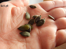 Czym zastąpić mięso?