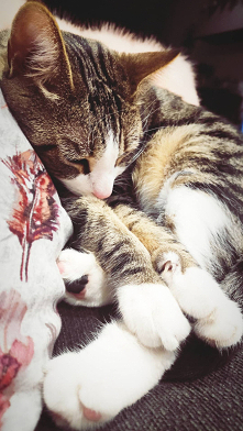 Nala #kot #dobranoc #zima #idaswieta