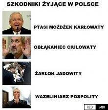 RedMik - Najlepsze miejsce na poprawę humoru. Śmieszne fotki, memy i dobre demotywatory w jednym miejscu. Przeglądaj oraz dodawaj śmieszne materiały za darmo.