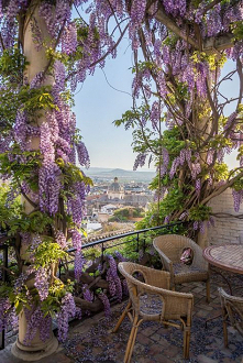 Wisteria to gwiazda wiosny!...