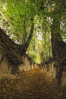 Kontrowersyjny pomysł burmistrza Kazimierza Dolnego - chce wybrukować Korzeniowy Dół - WP Turystyka
Słynny lessowy wąwóz – Korzeniowy Dół w Kazimierzu Dolnym - ma zostać wybruko...